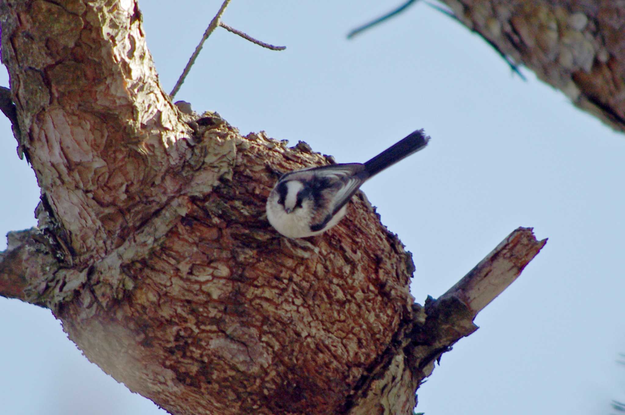 Long-tailed Tit