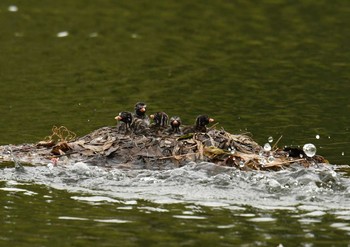 Little Grebe Unknown Spots Sat, 4/14/2018