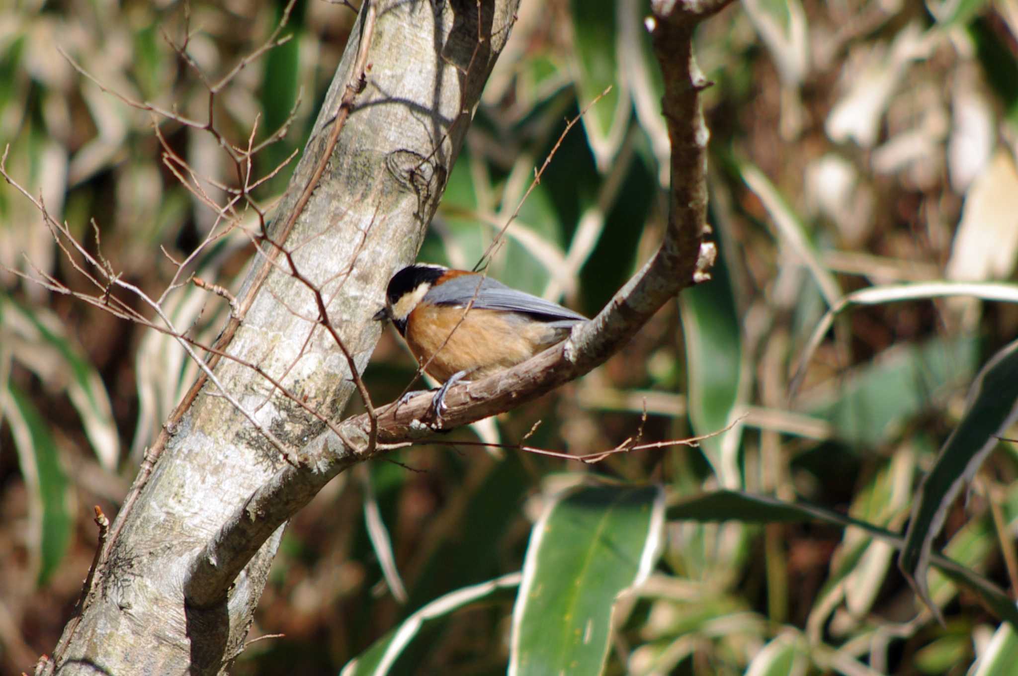 Varied Tit