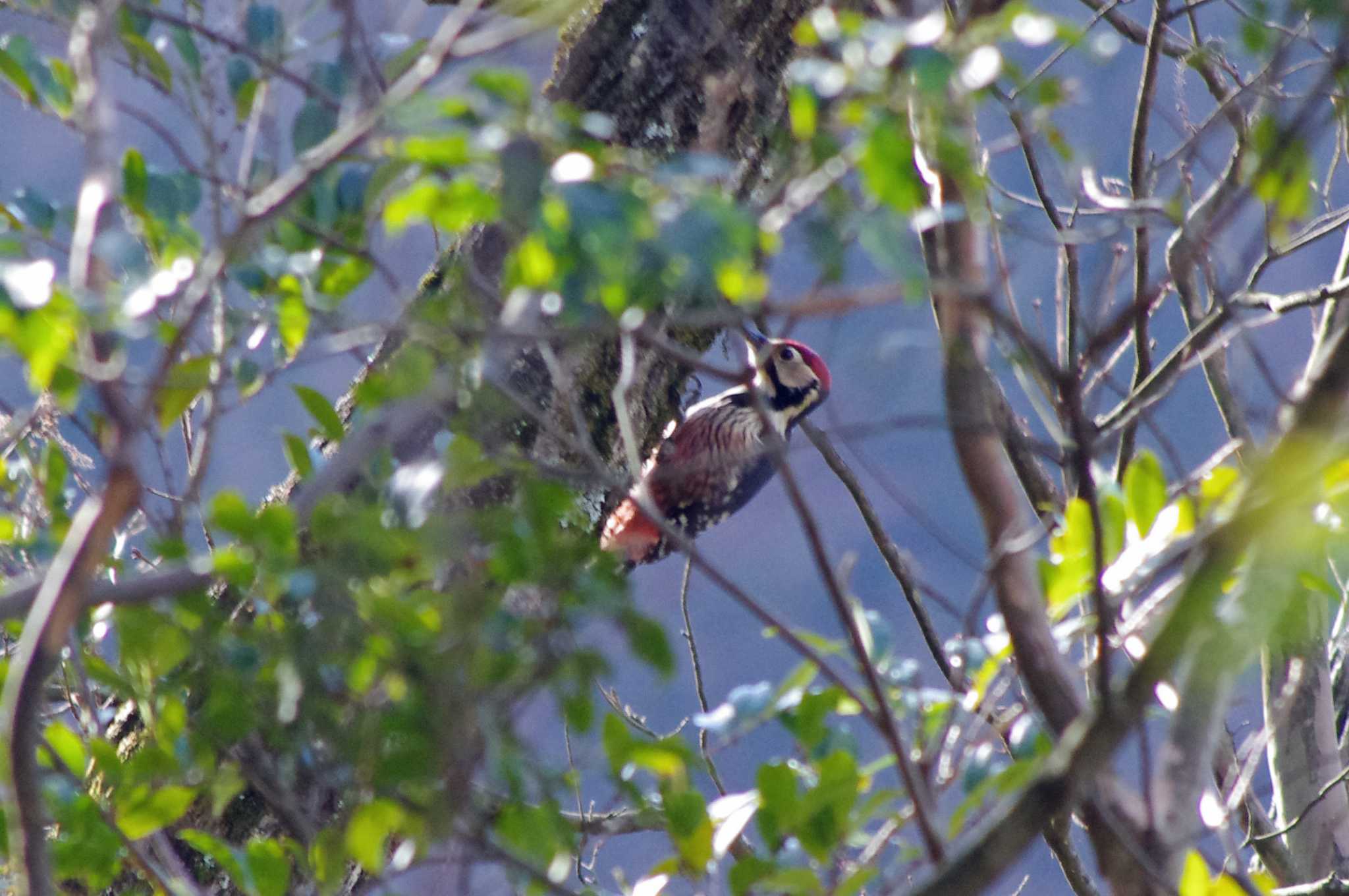 White-backed Woodpecker