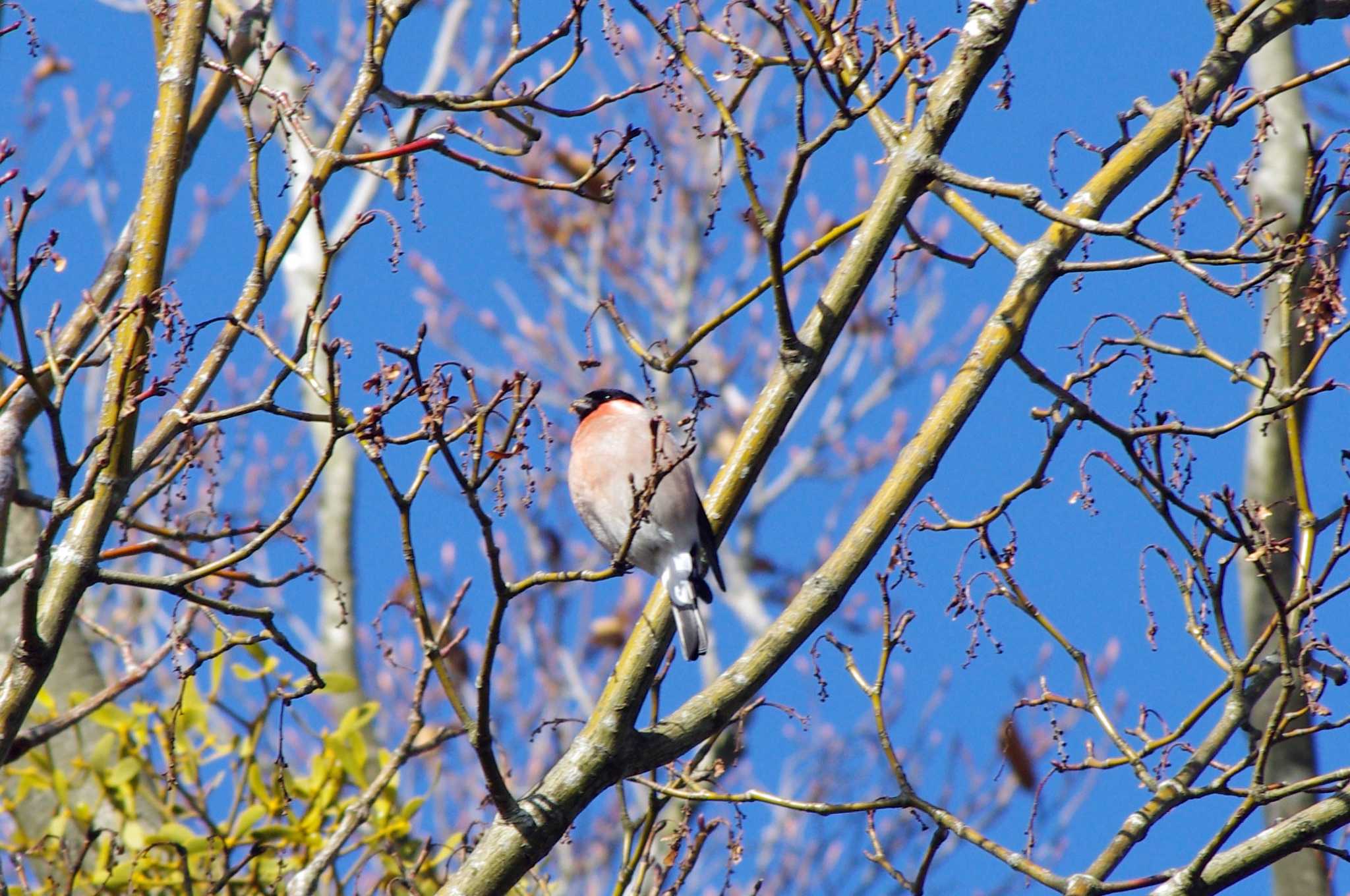 Eurasian Bullfinch