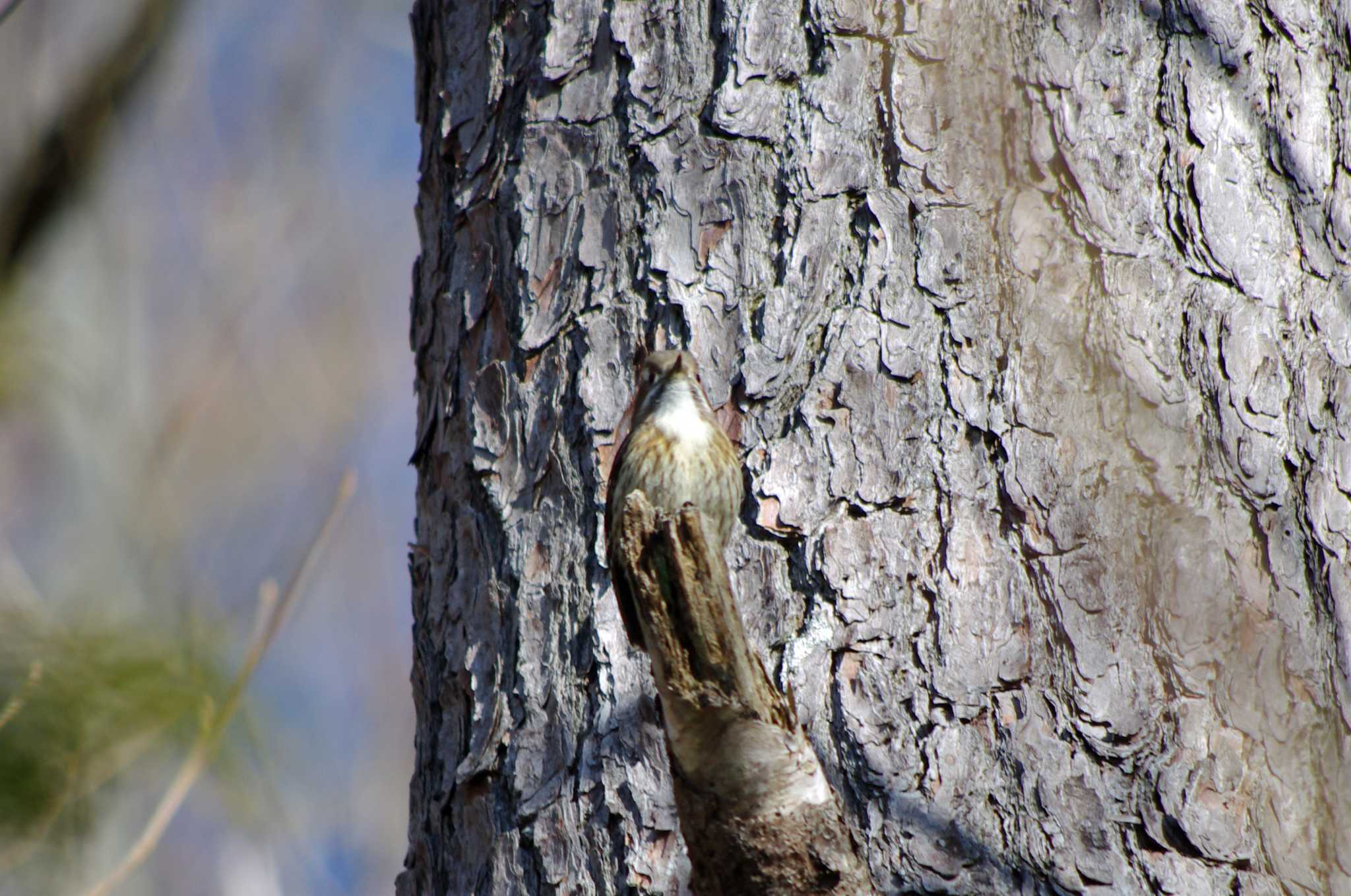 Willow Tit