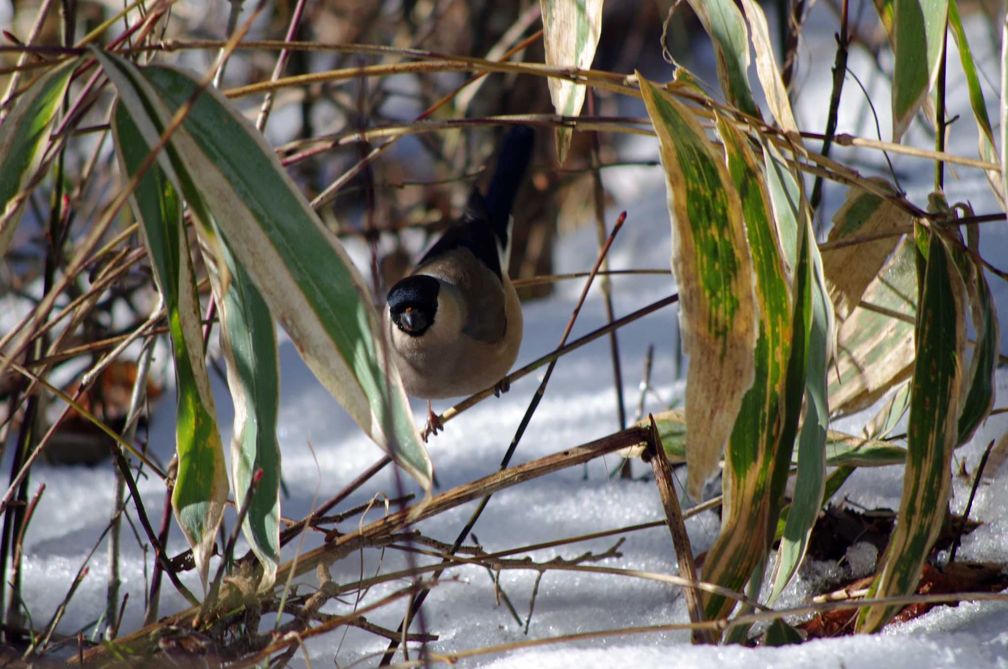 Eurasian Bullfinch