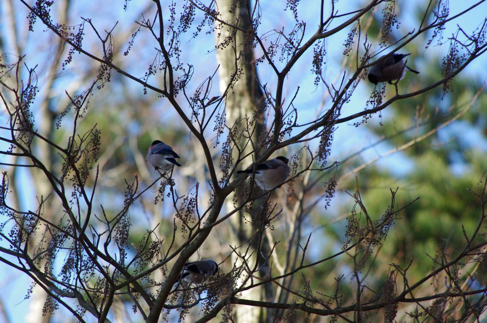 Eurasian Bullfinch