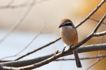 Bull-headed Shrike 室見川 Mon, 1/9/2023