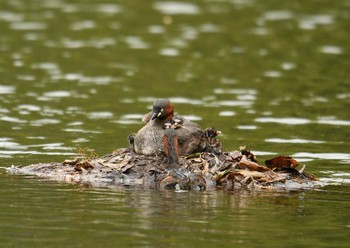 Little Grebe Unknown Spots Sat, 4/14/2018