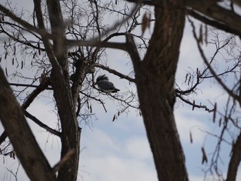 Crested Kingfisher 山鼻川緑地 Sun, 2/5/2023