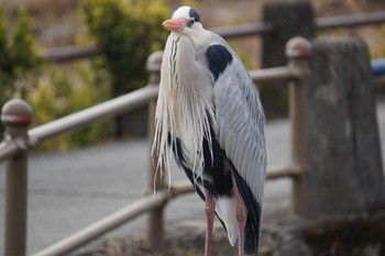 Grey Heron 江津湖 Thu, 2/2/2023