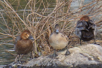 Common Pochard 江津湖 Thu, 2/2/2023