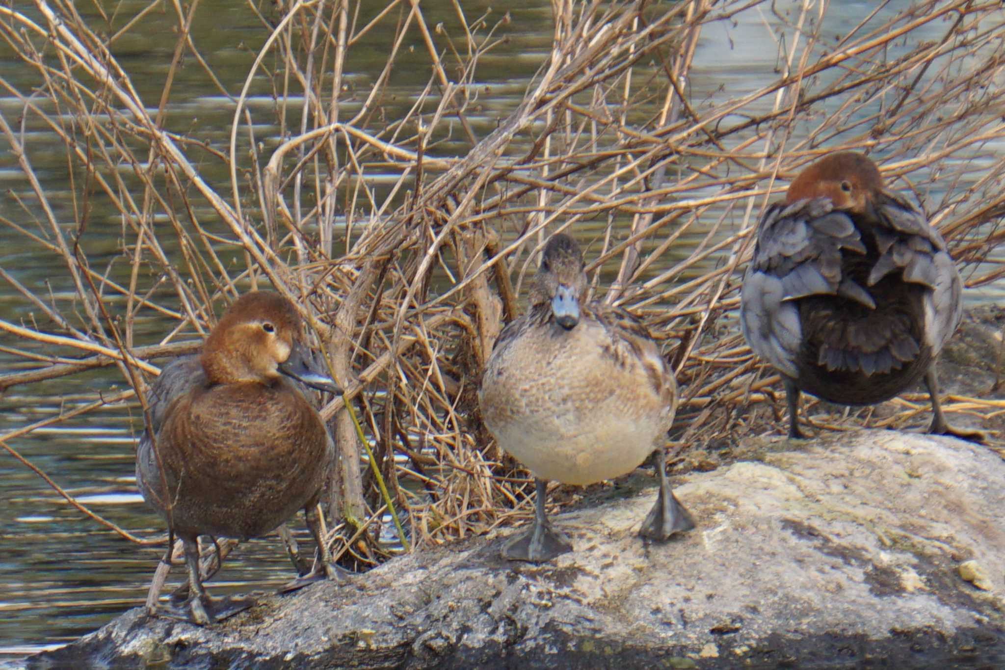 Photo of Common Pochard at 江津湖 by Joh