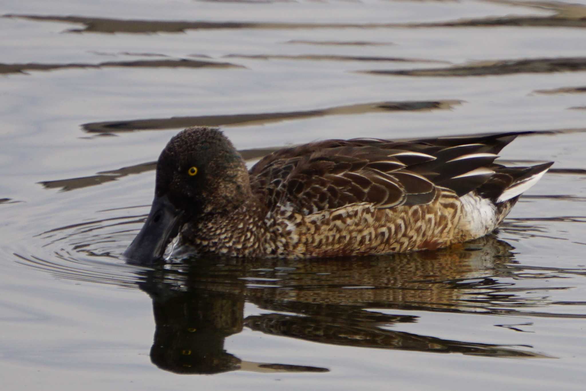 Photo of Northern Shoveler at 江津湖 by Joh