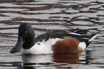 Northern Shoveler 江津湖 Thu, 2/2/2023