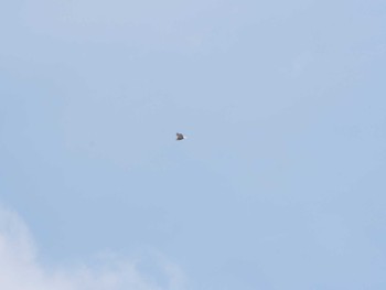 White-tailed Eagle 山鼻川緑地 Sun, 2/5/2023