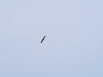 White-tailed Eagle 山鼻川緑地 Sun, 2/5/2023