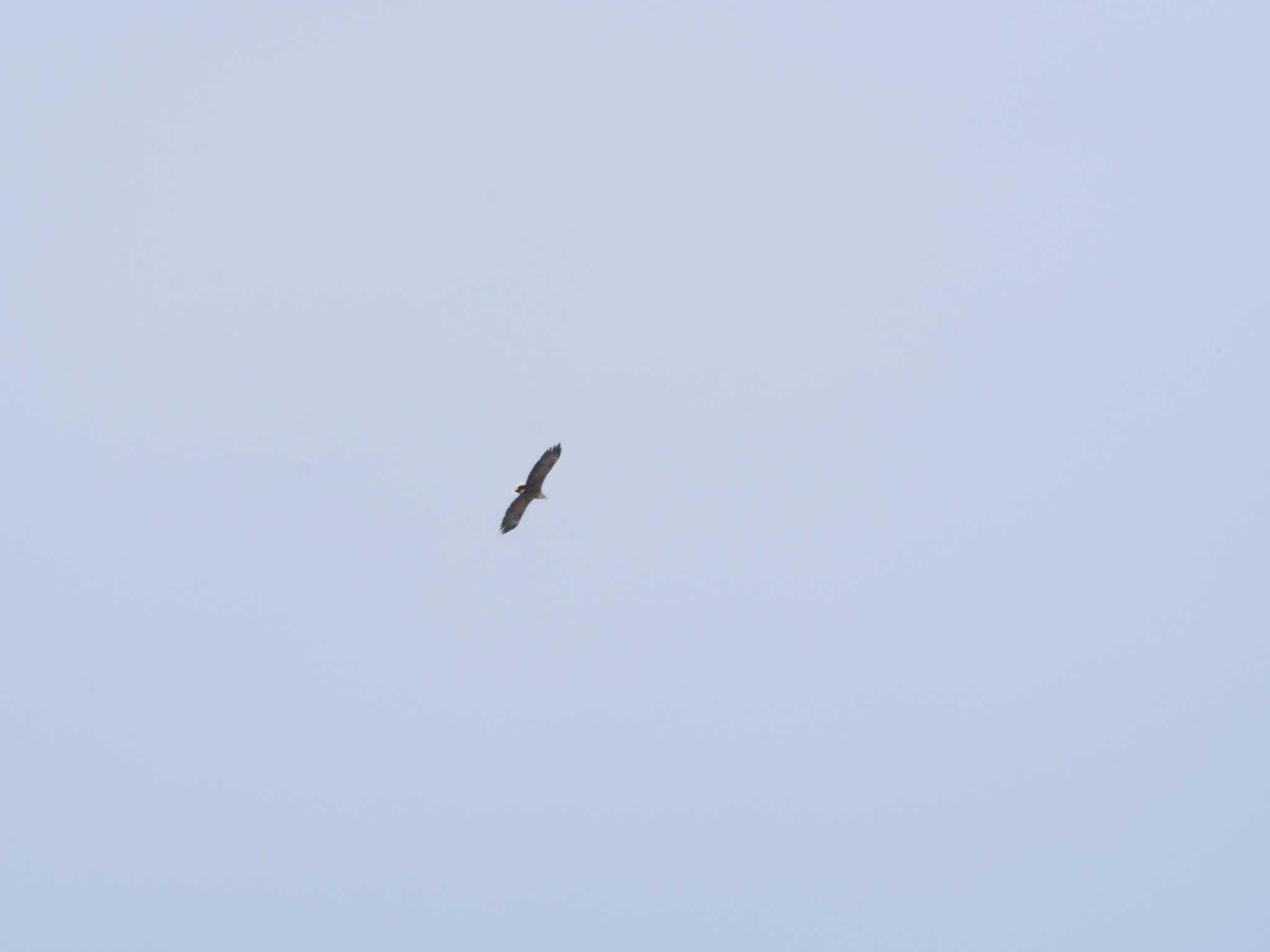 Photo of White-tailed Eagle at 山鼻川緑地 by ぎんぞー