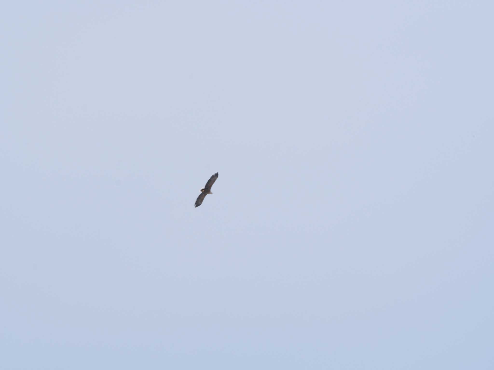 White-tailed Eagle