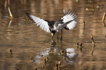 Sun, 2/5/2023 Birding report at Kitamoto Nature Observation Park