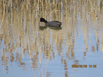 オオバン 大阪南港野鳥園 2023年2月5日(日)