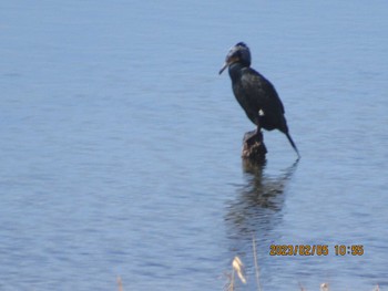 ウミウ 大阪南港野鳥園 2023年2月5日(日)