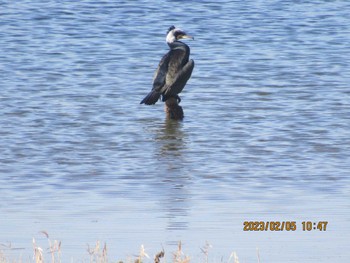 ウミウ 大阪南港野鳥園 2023年2月5日(日)