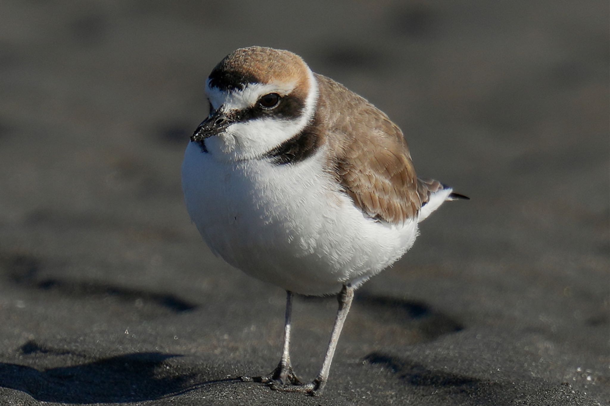 Kentish Plover