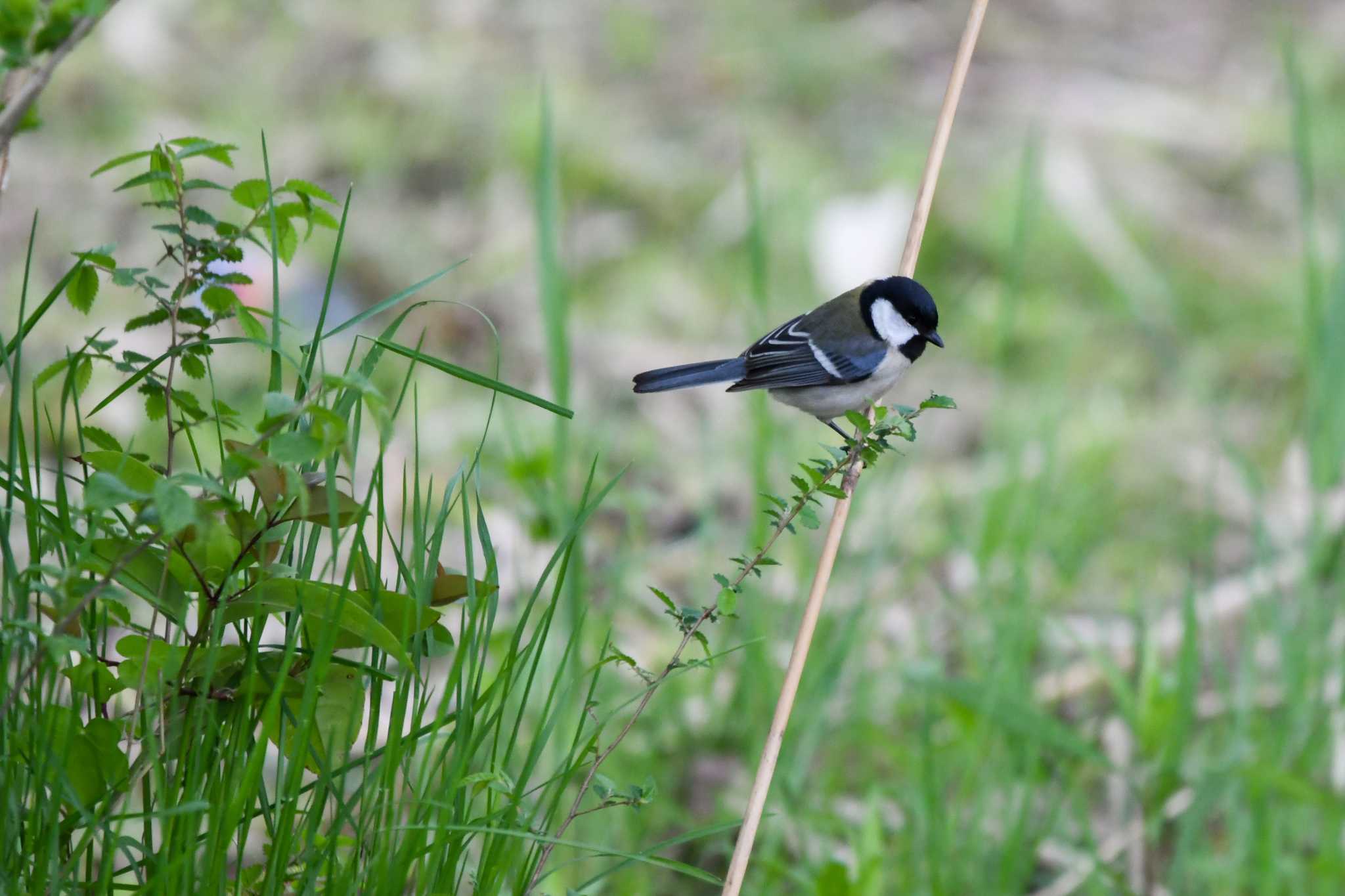 Japanese Tit