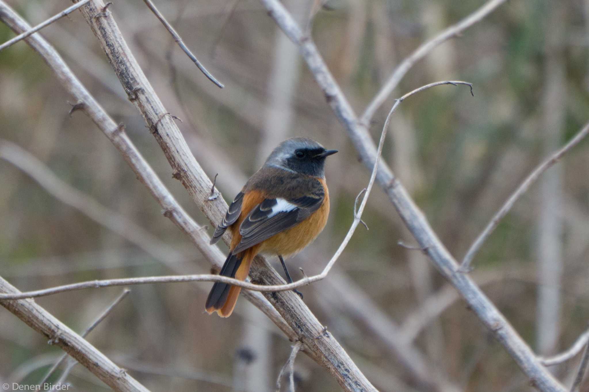 多摩川(玉堤) ジョウビタキの写真 by 田園Birder