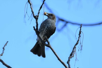 Brown-eared Bulbul 木曽川河跡湖公園 Sun, 2/5/2023