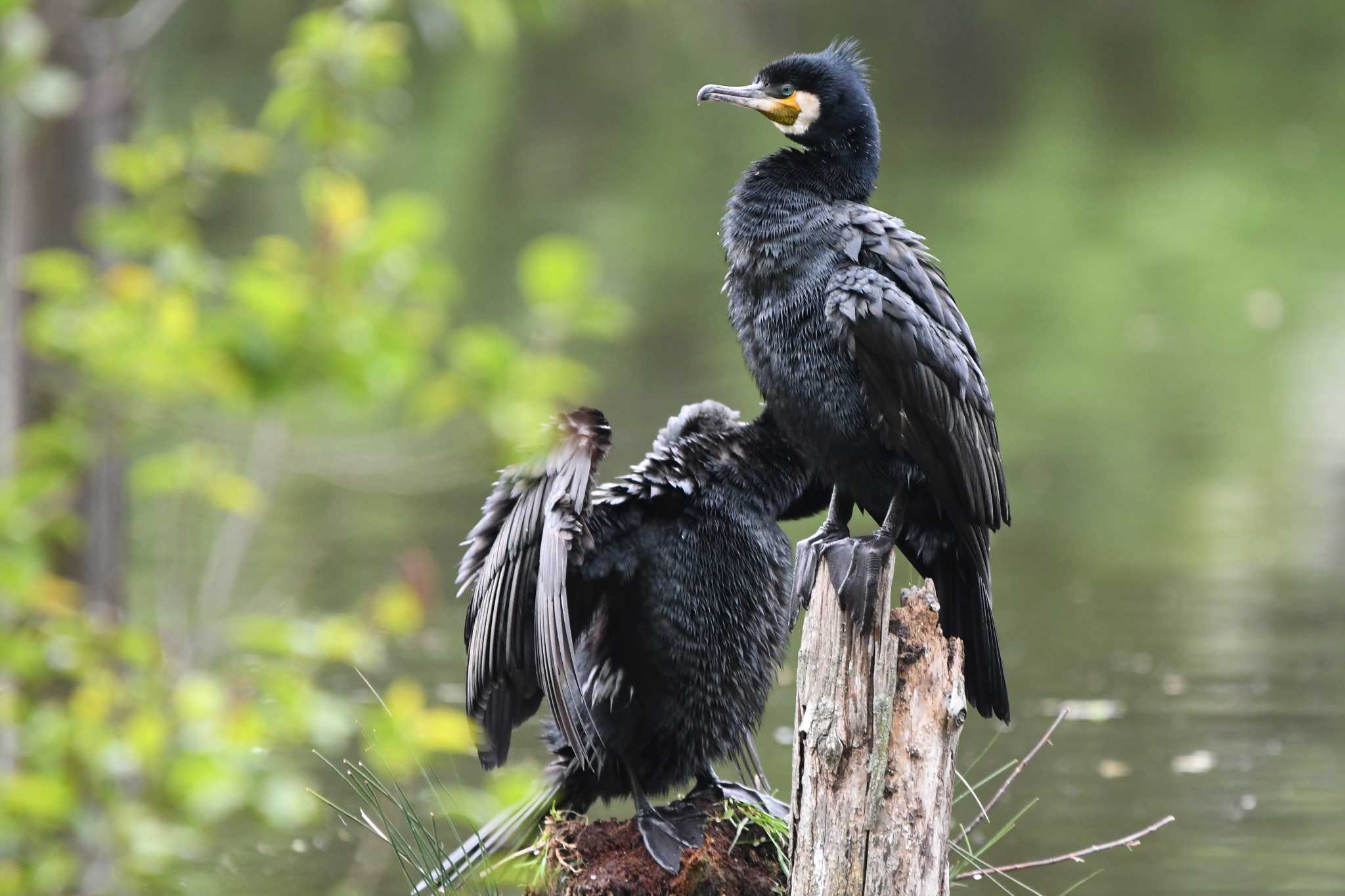 Great Cormorant