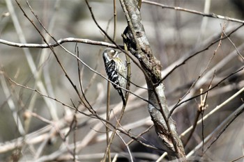 Japanese Pygmy Woodpecker 各務野自然遺産の森 Sun, 2/5/2023