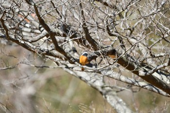 Daurian Redstart 各務野自然遺産の森 Sun, 2/5/2023