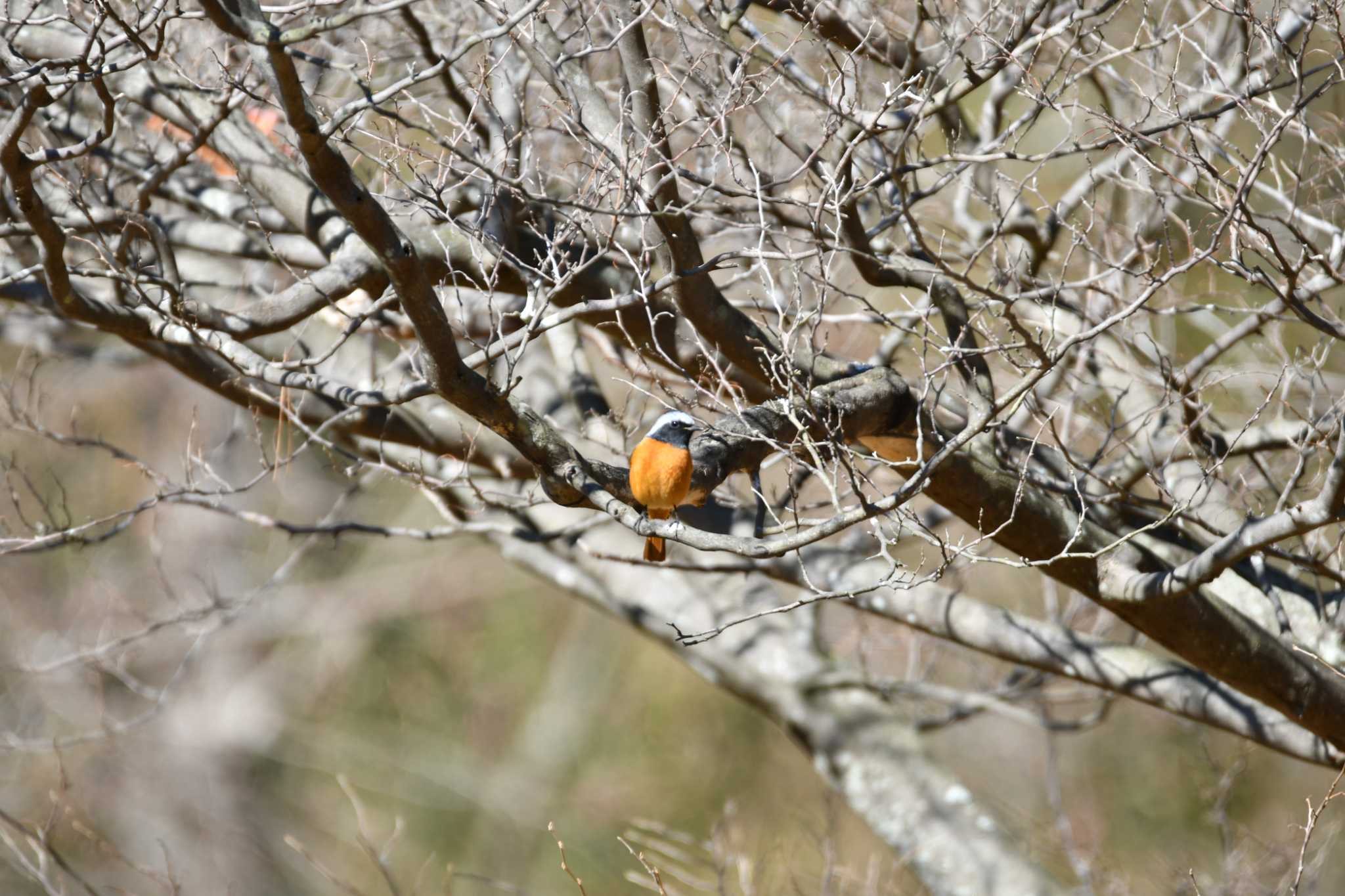 Photo of Daurian Redstart at 各務野自然遺産の森 by みそ＠VM4A
