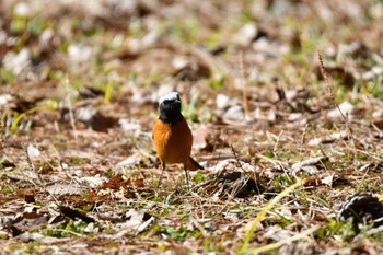 ジョウビタキ 各務野自然遺産の森 2023年2月5日(日)