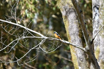 ジョウビタキ 各務野自然遺産の森 2023年2月5日(日)