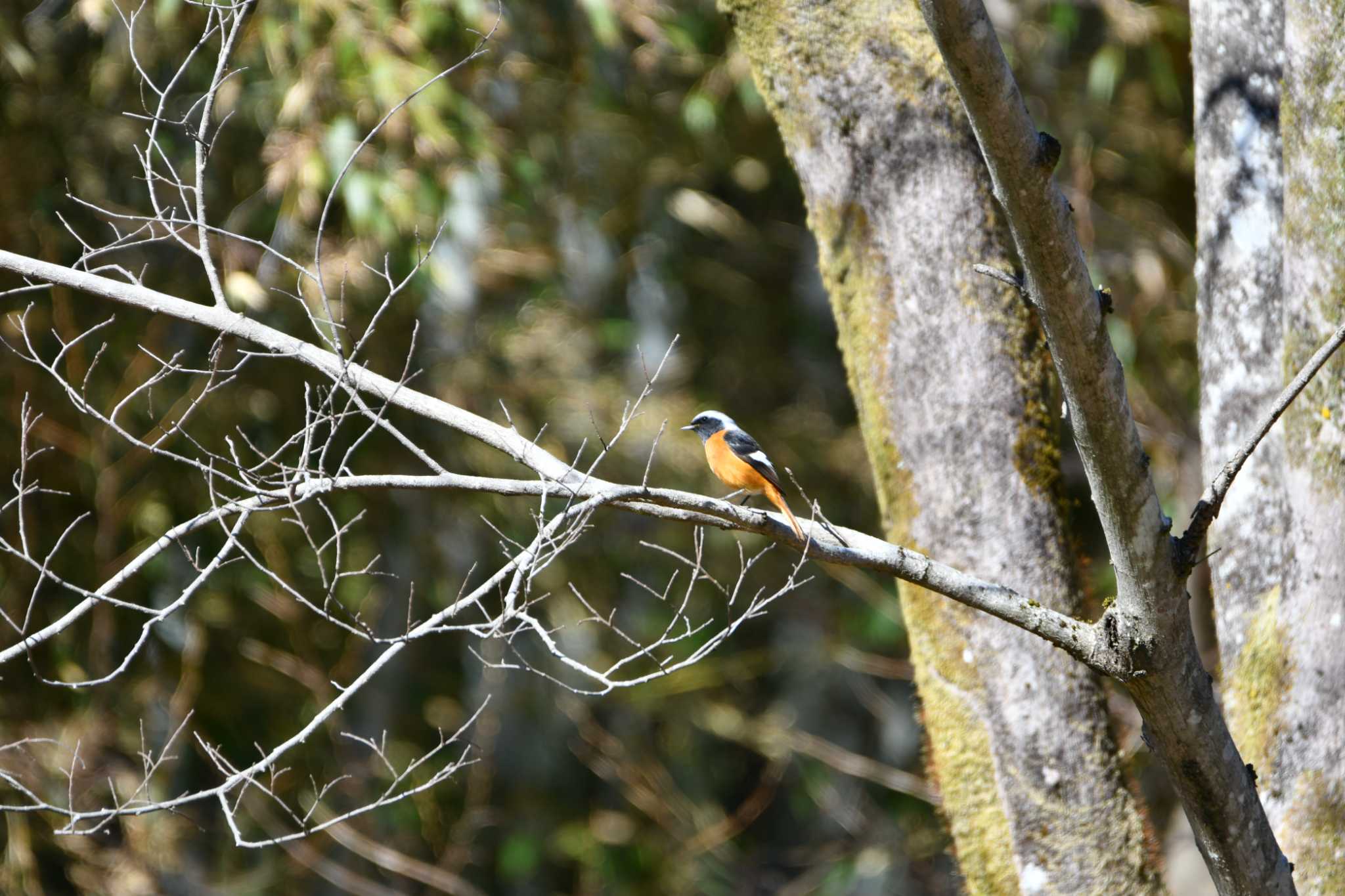 Photo of Daurian Redstart at 各務野自然遺産の森 by みそ＠VM4A