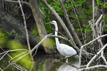 Great Egret Mizumoto Park Sat, 4/14/2018