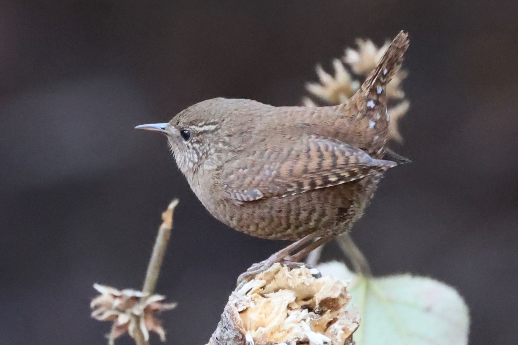 各務野自然遺産の森 ミソサザイの写真