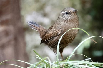 Eurasian Wren 各務野自然遺産の森 Sat, 2/4/2023