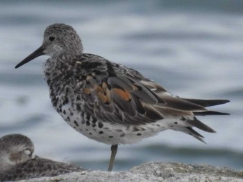 2019年8月16日(金) 三重県伊勢市の野鳥観察記録