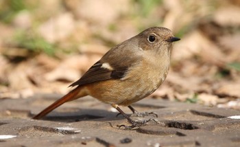 Daurian Redstart じゅん菜池緑地(千葉県) Sun, 2/5/2023