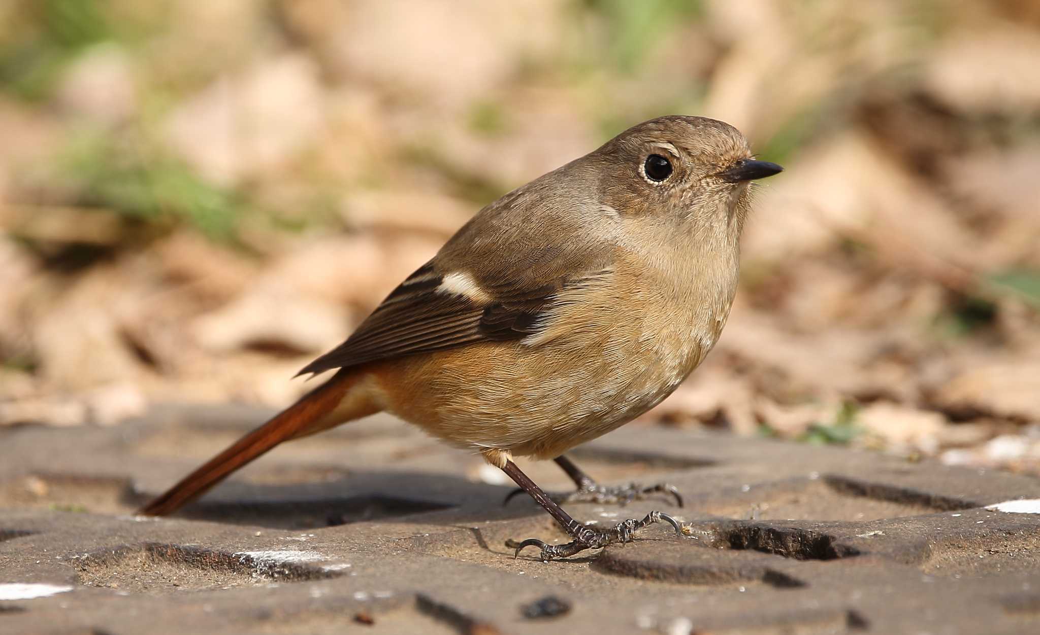 じゅん菜池緑地(千葉県) ジョウビタキの写真