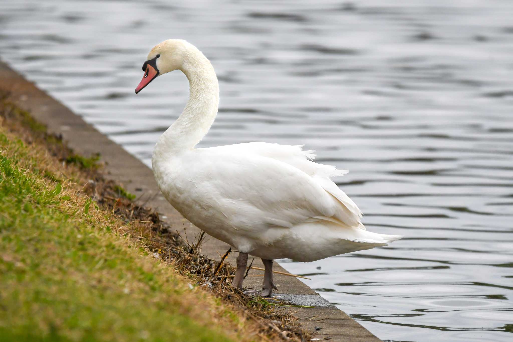 Photo of Mute Swan at Mizumoto Park by 024minion