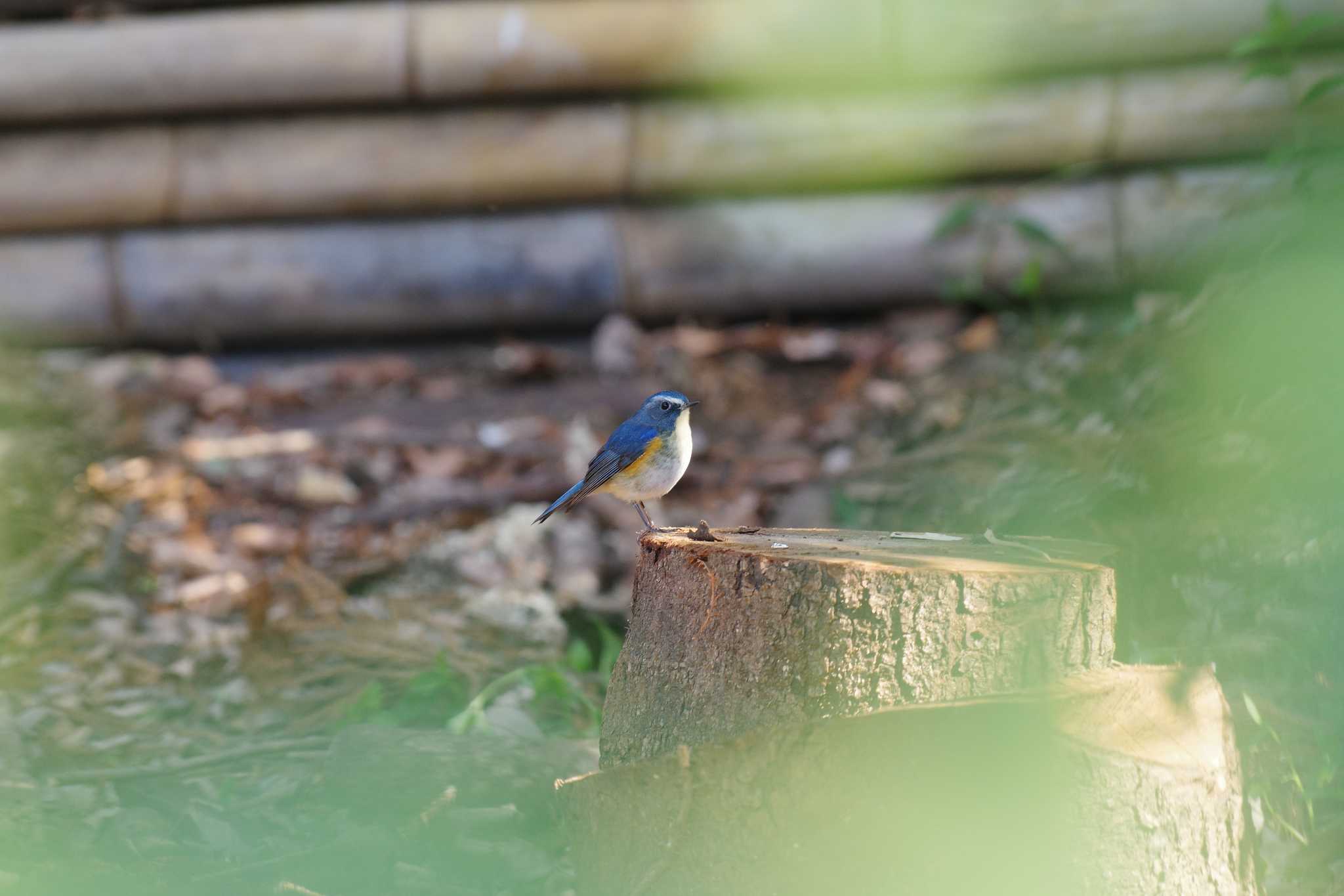 道保川公園 ルリビタキの写真