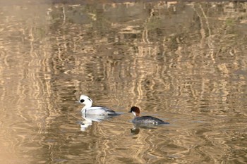 2023年2月4日(土) 渡良瀬遊水地の野鳥観察記録