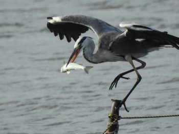 2019年9月8日(日) 愛知県西尾市の野鳥観察記録