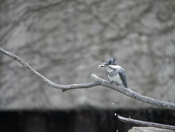 Crested Kingfisher 長野県 Sat, 4/14/2018