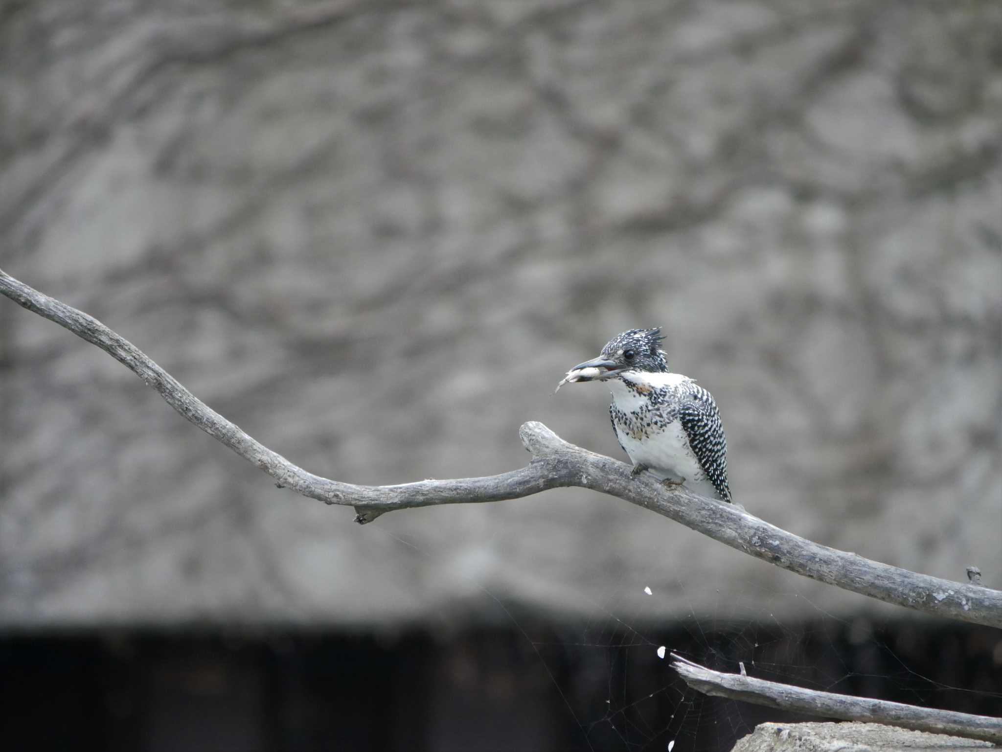 Crested Kingfisher