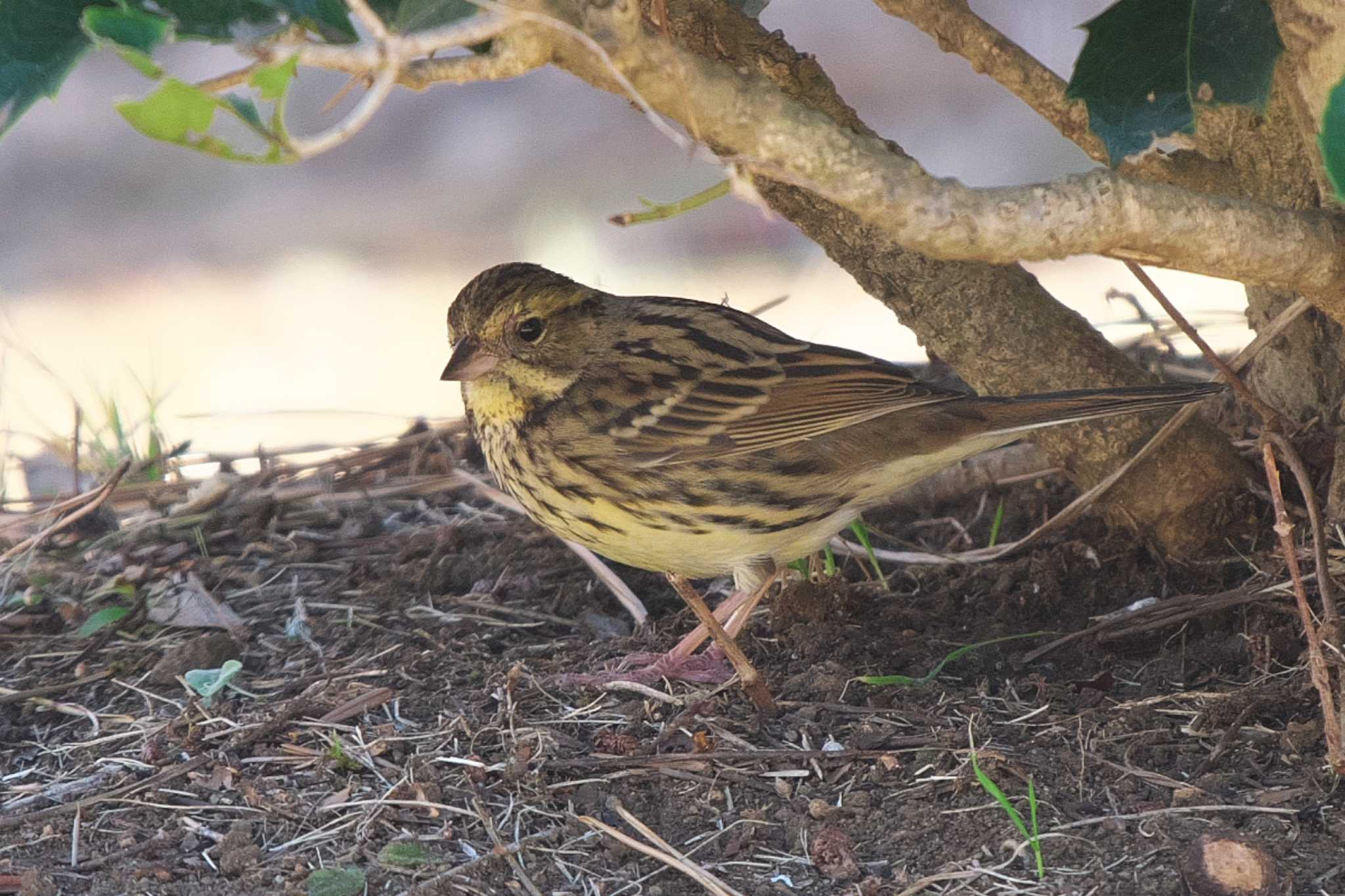 Masked Bunting