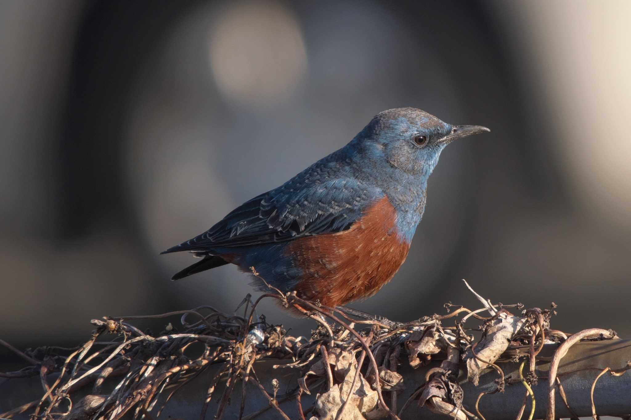 Blue Rock Thrush