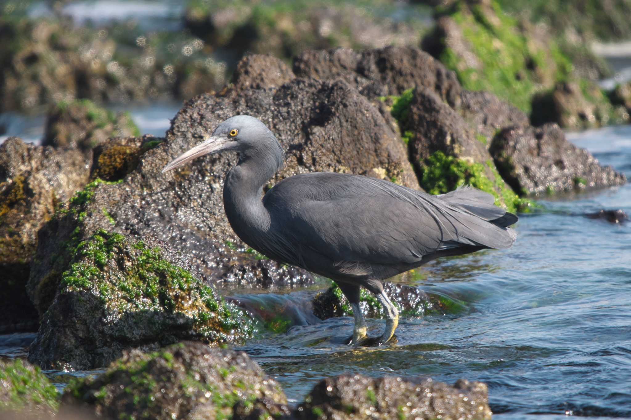 Pacific Reef Heron